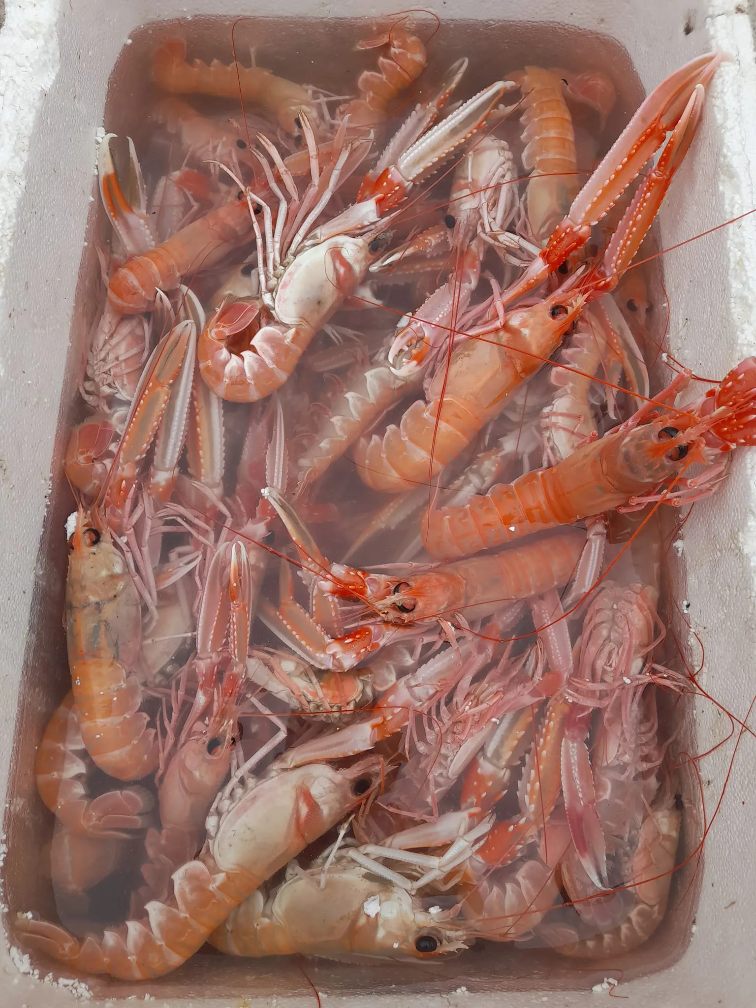 Temperature-controlled wholesale seafood distribution from Skiathos Fish Market to restaurants and yachts